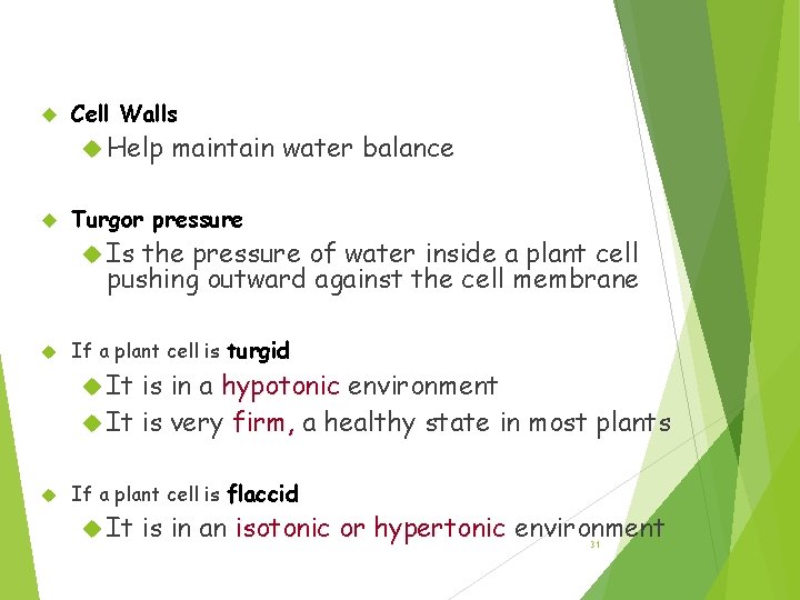 Water Balance of Cells with Walls Cell Walls Help maintain water balance Turgor pressure