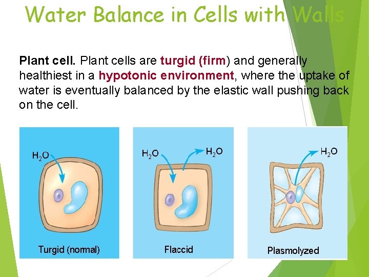 Water Balance in Cells with Walls Plant cells are turgid (firm) (firm and generally