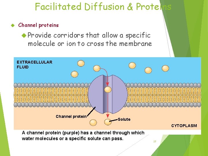 Facilitated Diffusion & Proteins Channel proteins Provide corridors that allow a specific molecule or