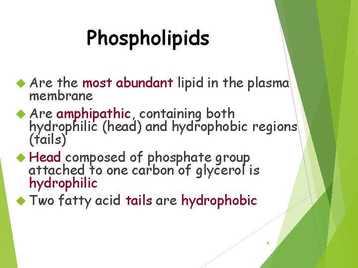 Phospholipids Are the most abundant lipid in the plasma membrane Are amphipathic, amphipathic containing