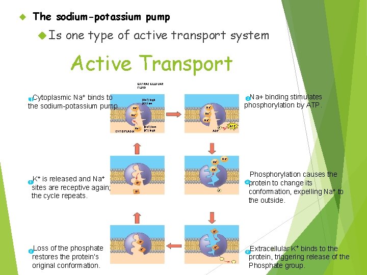 The sodium-potassium pump Is one type of active transport system Active Transport EXTRACELLULAR FLUID