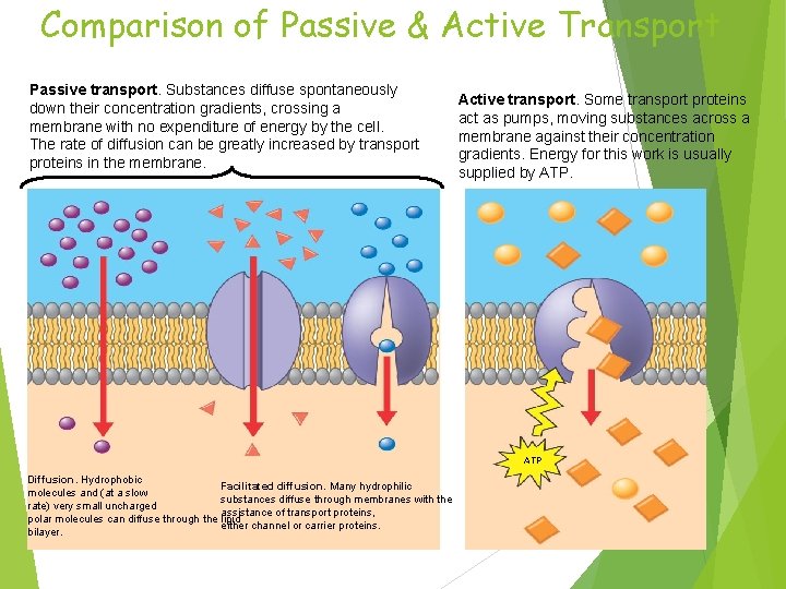 Comparison of Passive & Active Transport Passive transport. Substances diffuse spontaneously down their concentration