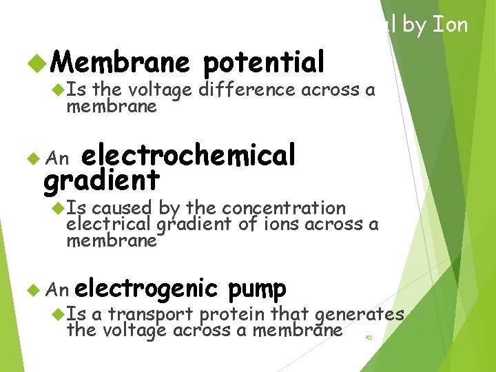 Maintenance of Membrane Potential by Ion Pumps Membrane Is potential the voltage difference across