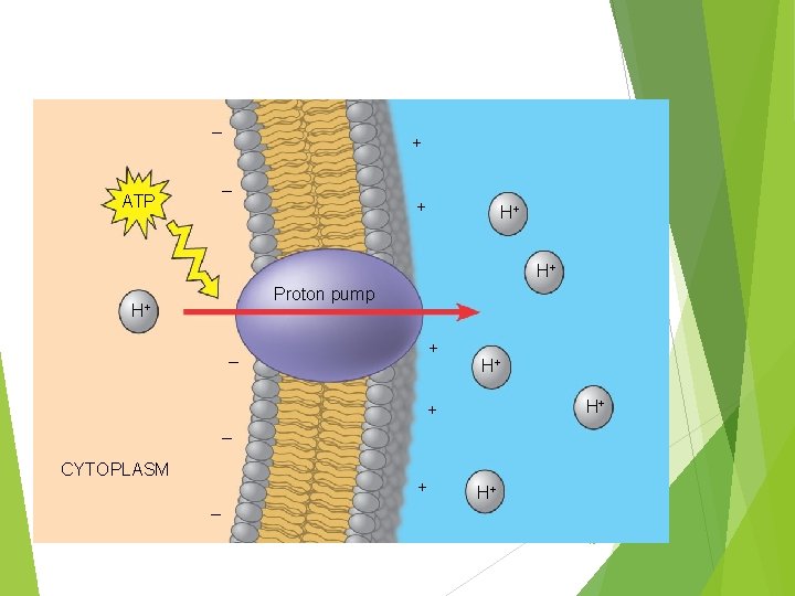 Proton Pump – – ATP EXTRACELLULAR FLUID + + H+ H+ Proton pump H+