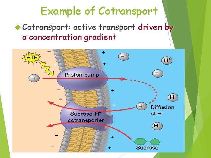 Example of Cotransport: active transport driven by a concentration gradient 45 