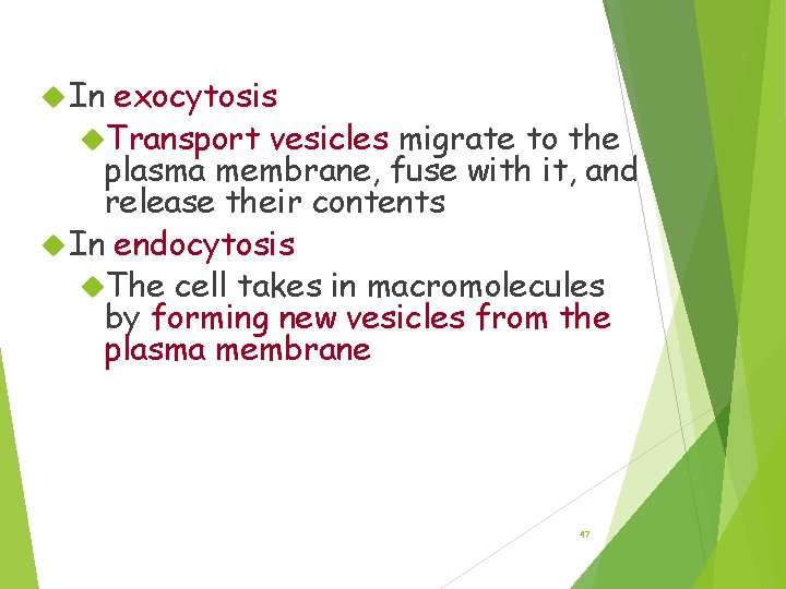 Exocytosis exocytosis & Endocytosis In Transport vesicles migrate to the plasma membrane, fuse with