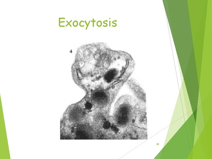 Exocytosis 49 