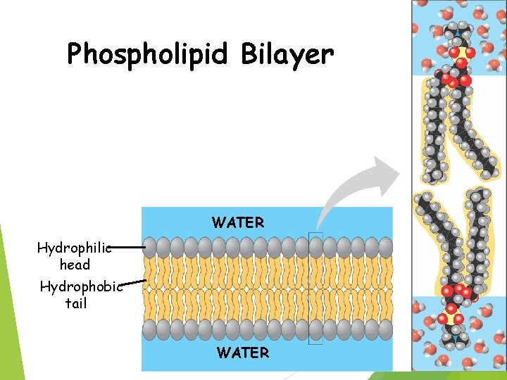 Phospholipid Bilayer WATER Hydrophilic head Hydrophobic tail WATER 5 