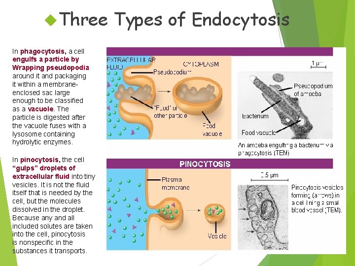  Three In phagocytosis, phagocytosis a cell engulfs a particle by Wrapping pseudopodia around