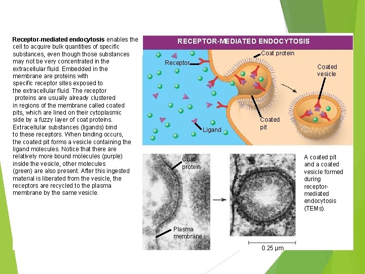 Receptor-mediated endocytosis enables the cell to acquire bulk quantities of specific substances, even though