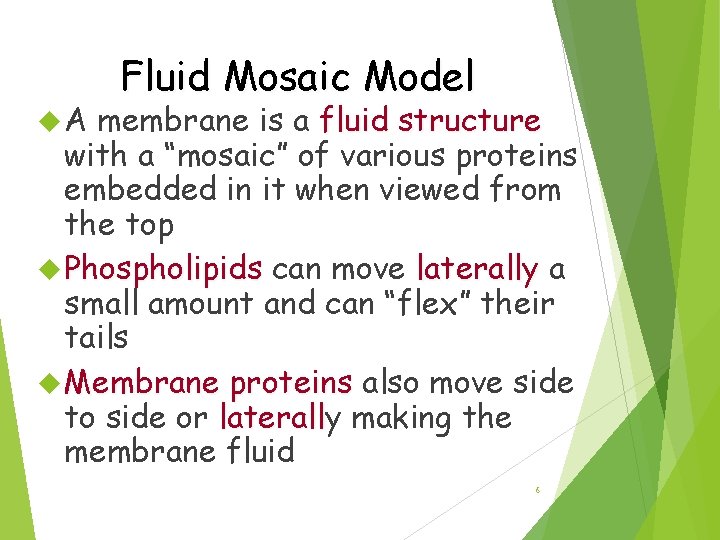  A Fluid Mosaic Model membrane is a fluid structure with a “mosaic” of