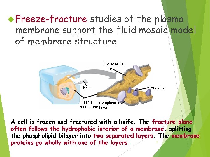  Freeze-fracture studies of the plasma membrane support the fluid mosaic model of membrane