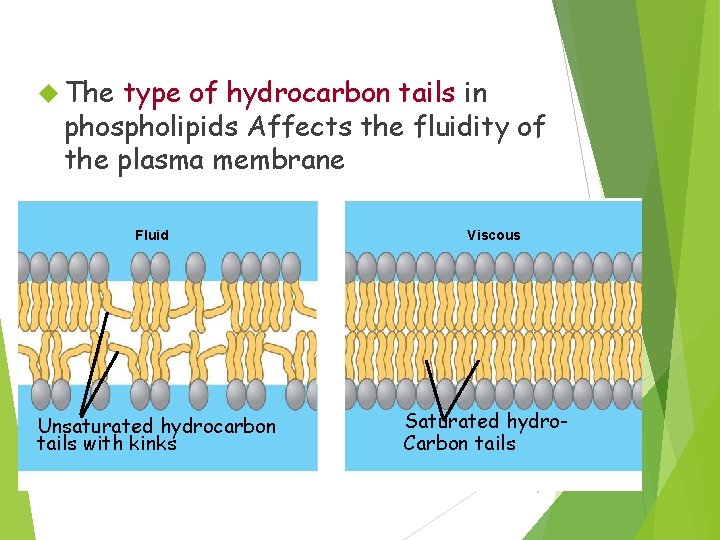 The Fluidity of Membranes The type of hydrocarbon tails in phospholipids Affects the fluidity