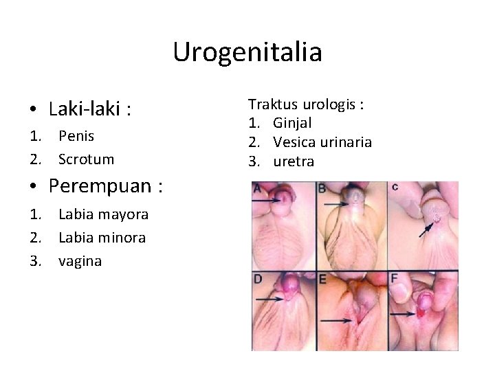 Urogenitalia • Laki-laki : 1. 2. Penis Scrotum • Perempuan : 1. 2. 3.