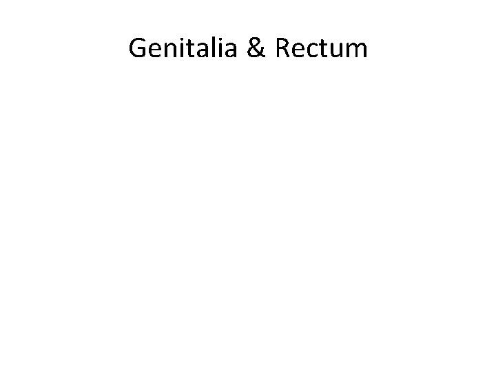 Genitalia & Rectum 