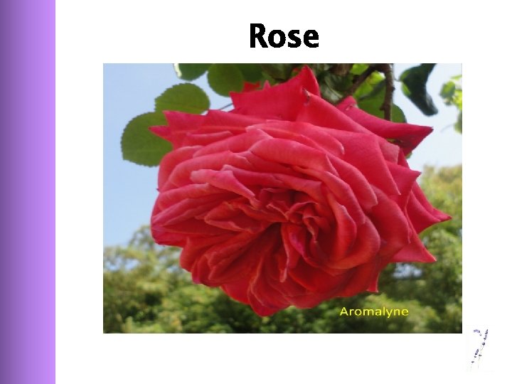 Rose 
