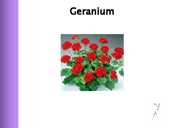 Geranium 