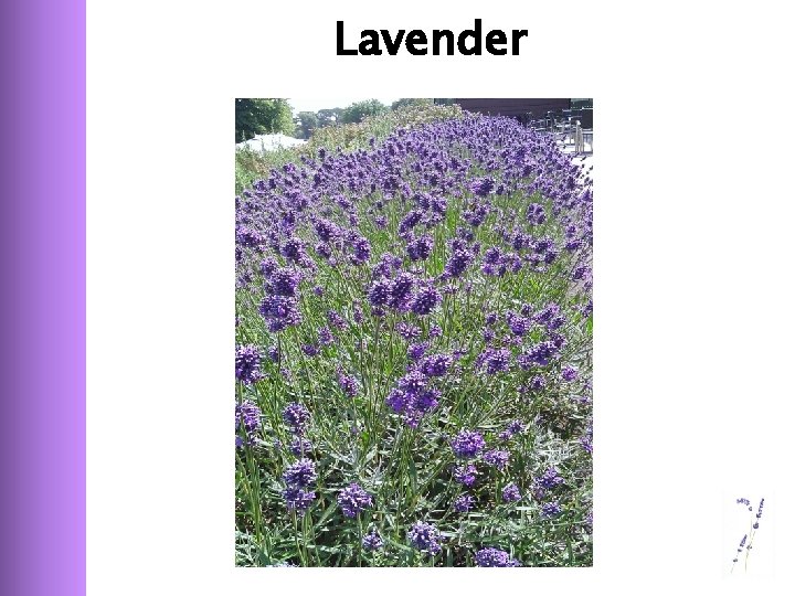 Lavender 