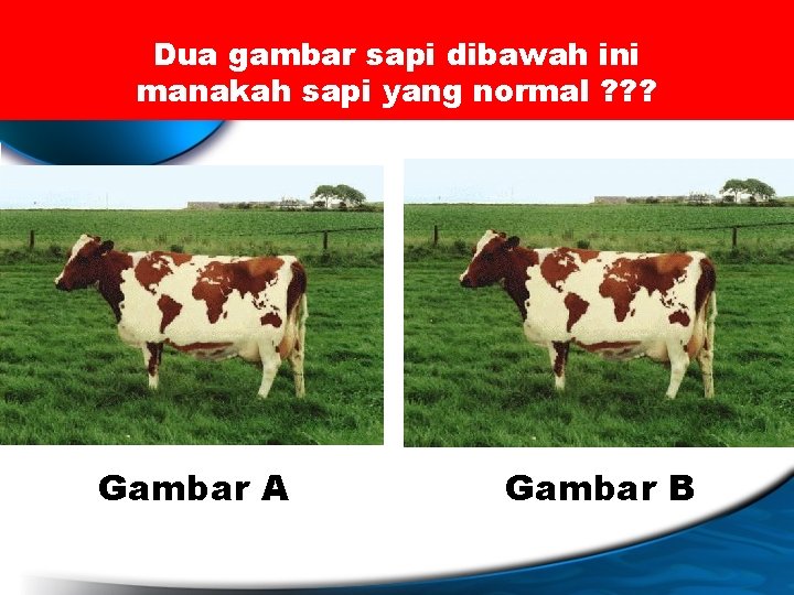 Dua gambar sapi dibawah ini manakah sapi yang normal ? ? ? Gambar A