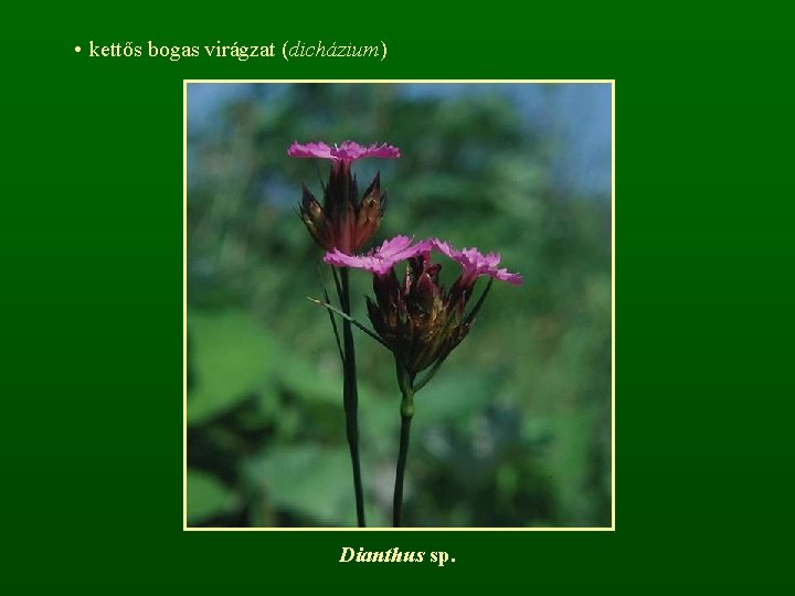  • kettős bogas virágzat (dicházium) Dianthus sp. 