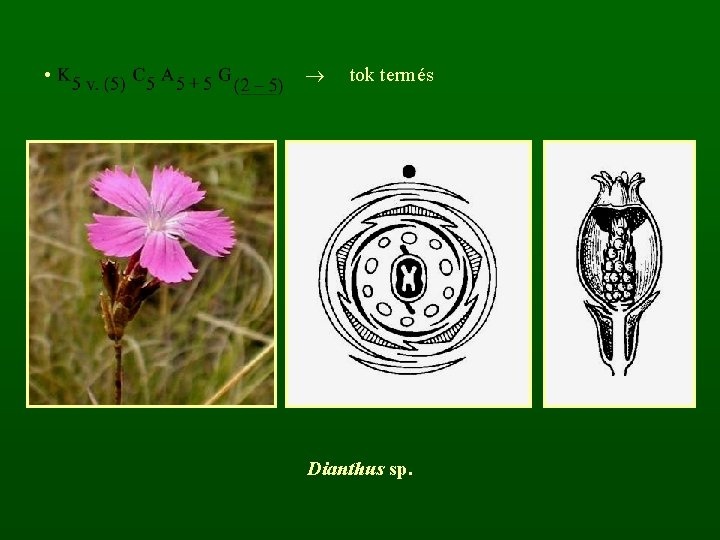  • tok termés Dianthus sp. 