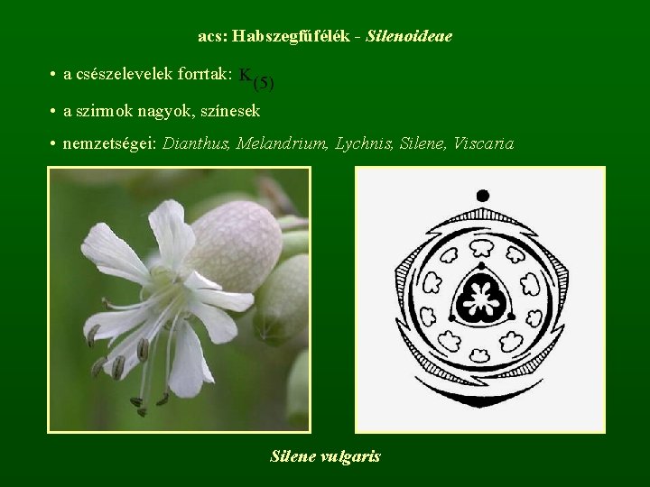 acs: Habszegfűfélék - Silenoideae • a csészelevelek forrtak: • a szirmok nagyok, színesek •