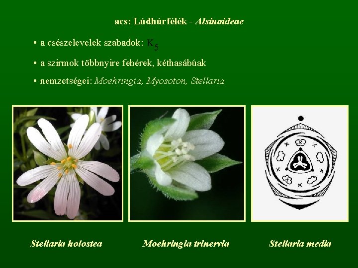acs: Lúdhúrfélék - Alsinoideae • a csészelevelek szabadok: • a szirmok többnyire fehérek, kéthasábúak