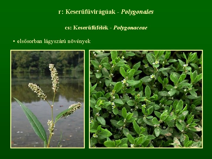 r: Keserűfűvirágúak - Polygonales cs: Keserűfűfélék - Polygonaceae • elsősorban lágyszárú növények 