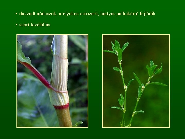  • duzzadt nóduszok, melyeken csőszerű, hártyás pálhakürtő fejlődik • szórt levélállás 