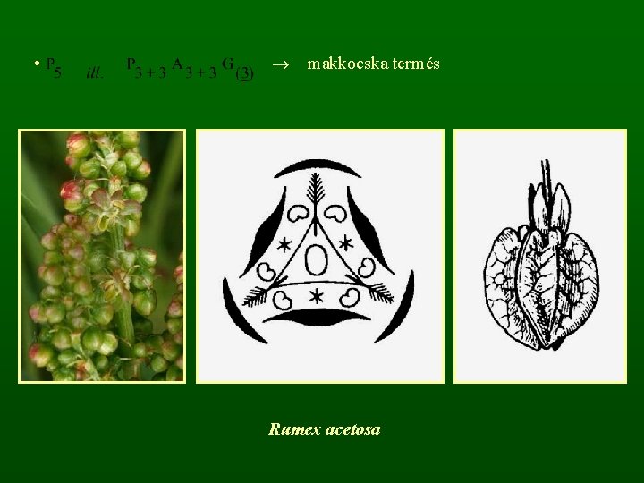  • makkocska termés Rumex acetosa 