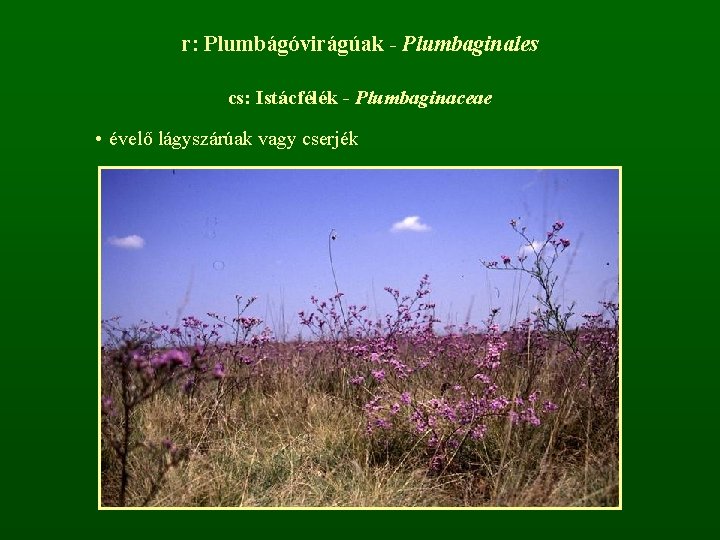 r: Plumbágóvirágúak - Plumbaginales cs: Istácfélék - Plumbaginaceae • évelő lágyszárúak vagy cserjék 