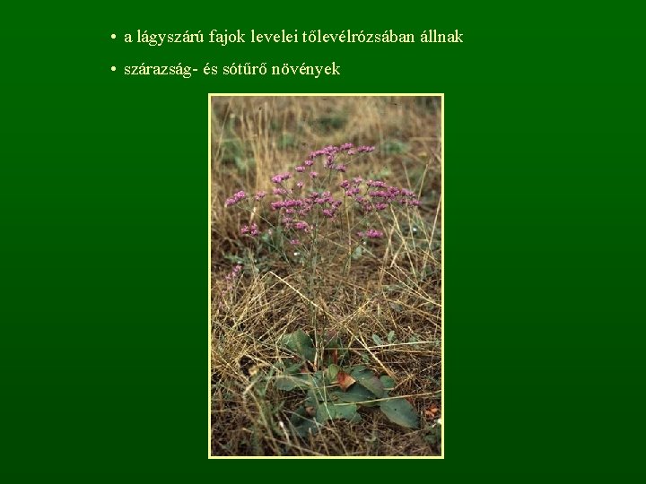  • a lágyszárú fajok levelei tőlevélrózsában állnak • szárazság- és sótűrő növények 