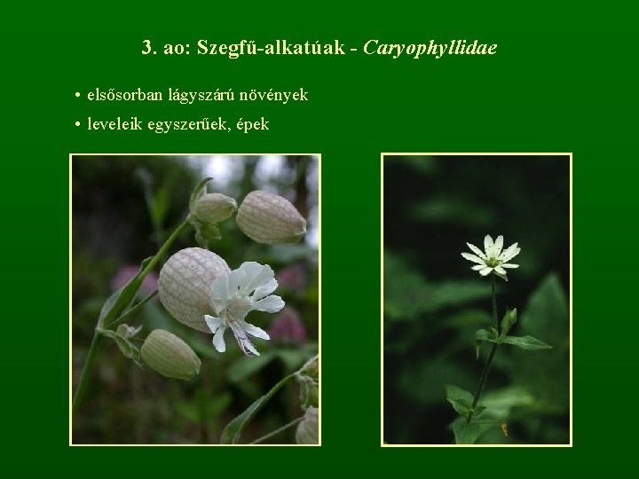 3. ao: Szegfű-alkatúak - Caryophyllidae • elsősorban lágyszárú növények • leveleik egyszerűek, épek 