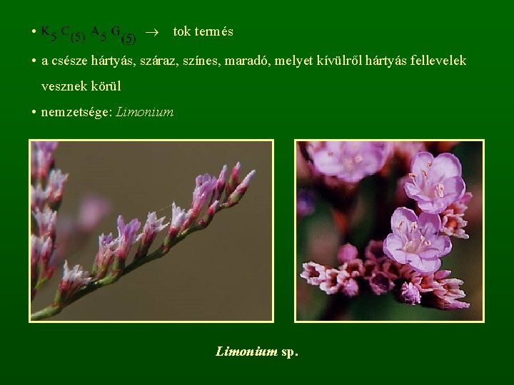  • tok termés • a csésze hártyás, száraz, színes, maradó, melyet kívülről hártyás