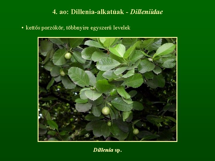 4. ao: Dillenia-alkatúak - Dilleniidae • kettős porzókör, többnyire egyszerű levelek Dillenia sp. 