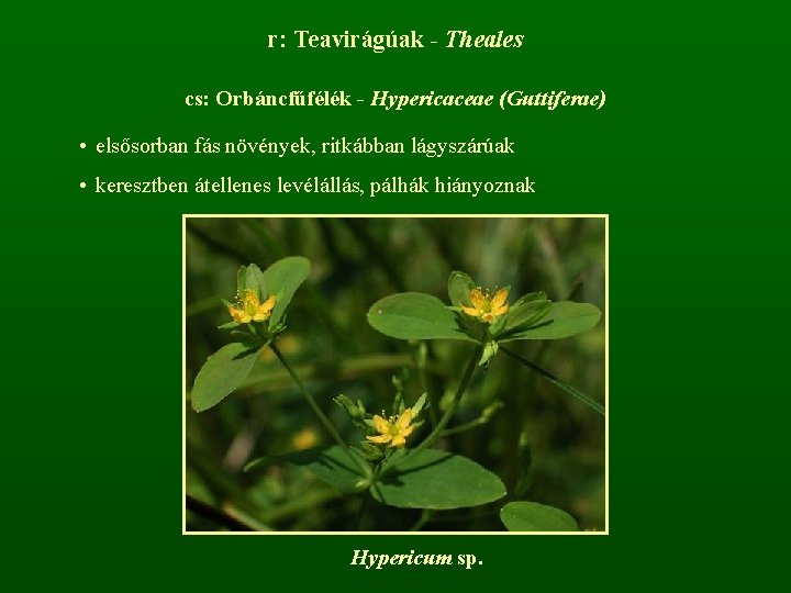 r: Teavirágúak - Theales cs: Orbáncfűfélék - Hypericaceae (Guttiferae) • elsősorban fás növények, ritkábban