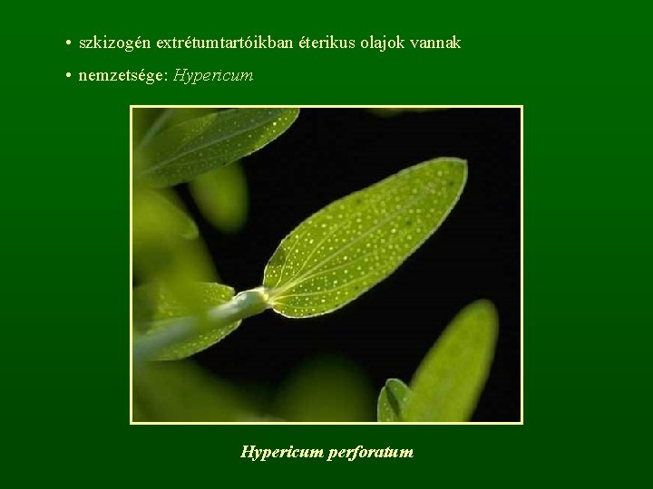  • szkizogén extrétumtartóikban éterikus olajok vannak • nemzetsége: Hypericum perforatum 