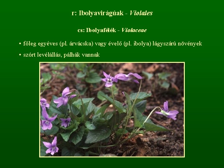 r: Ibolyavirágúak - Violales cs: Ibolyafélék - Violaceae • főleg egyéves (pl. árvácska) vagy