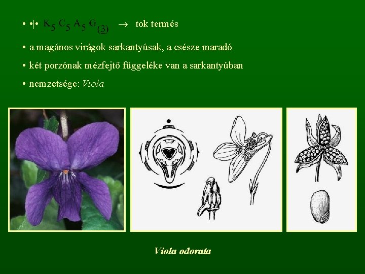  • • | • tok termés • a magános virágok sarkantyúsak, a csésze