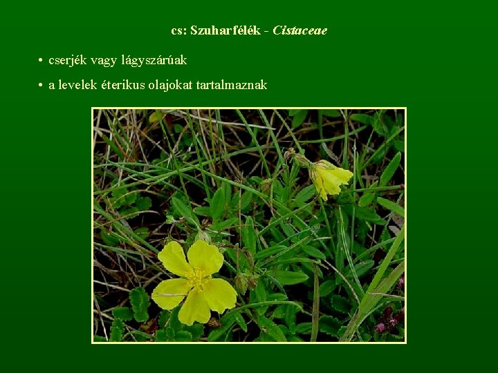 cs: Szuharfélék - Cistaceae • cserjék vagy lágyszárúak • a levelek éterikus olajokat tartalmaznak