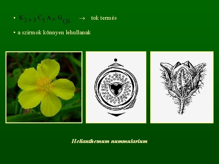  • tok termés • a szirmok könnyen lehullanak Helianthemum nummularium 