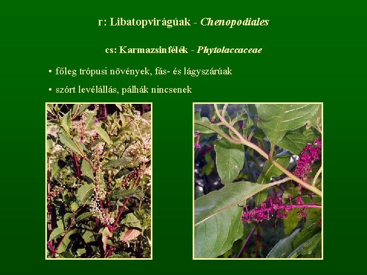 r: Libatopvirágúak - Chenopodiales cs: Karmazsinfélék - Phytolaccaceae • főleg trópusi növények, fás- és