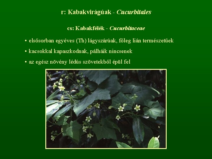 r: Kabakvirágúak - Cucurbitales cs: Kabakfélék - Cucurbitaceae • elsősorban egyéves (Th) lágyszárúak, főleg