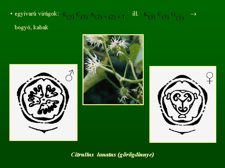  • egyivarú virágok: ill. bogyó, kabak ♂ Citrullus lanatus (görögdinnye) ♀ 