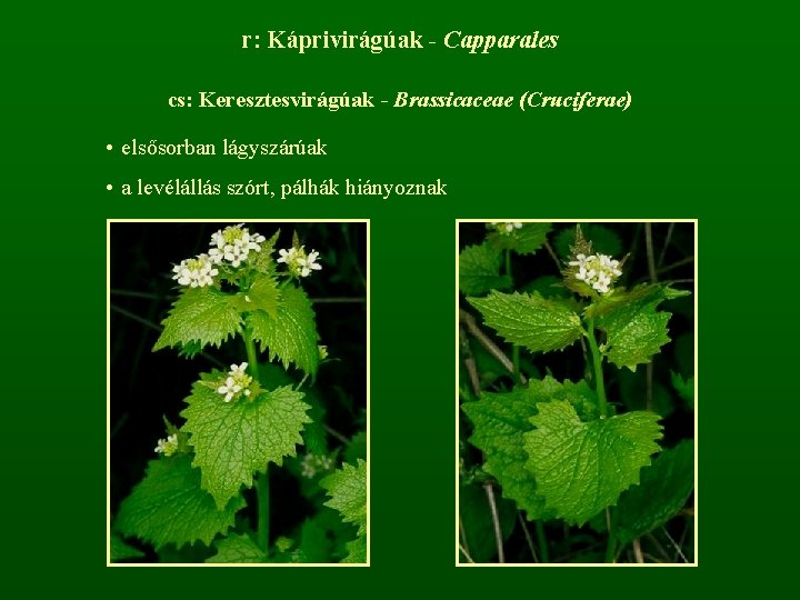r: Káprivirágúak - Capparales cs: Keresztesvirágúak - Brassicaceae (Cruciferae) • elsősorban lágyszárúak • a