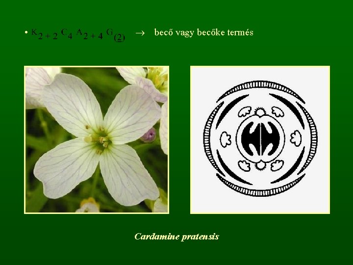  • becő vagy becőke termés Cardamine pratensis 