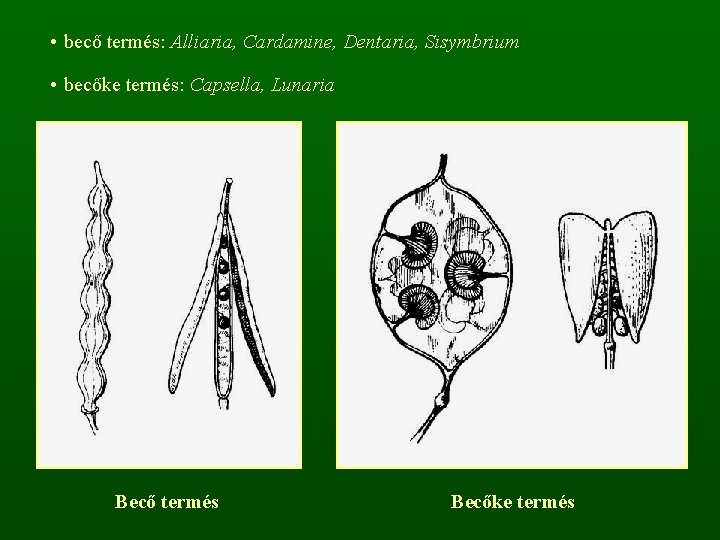  • becő termés: Alliaria, Cardamine, Dentaria, Sisymbrium • becőke termés: Capsella, Lunaria Becő