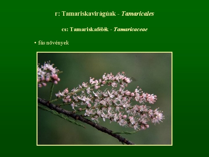 r: Tamariskavirágúak - Tamaricales cs: Tamariskafélék - Tamaricaceae • fás növények 