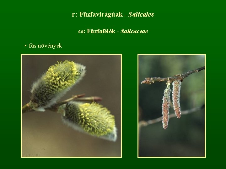 r: Fűzfavirágúak - Salicales cs: Fűzfafélék - Salicaceae • fás növények 