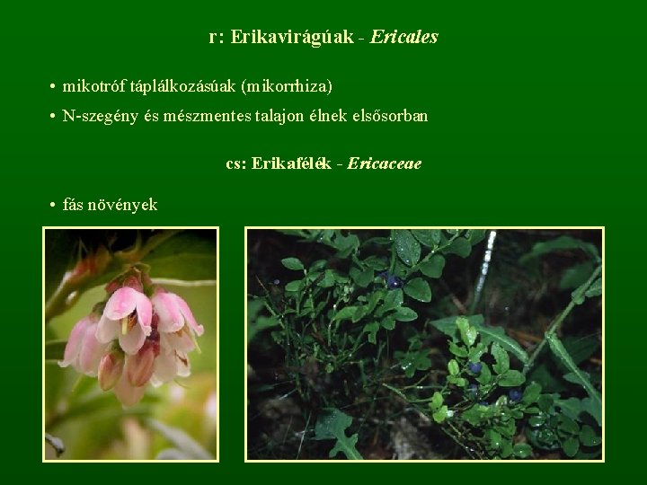 r: Erikavirágúak - Ericales • mikotróf táplálkozásúak (mikorrhiza) • N-szegény és mészmentes talajon élnek
